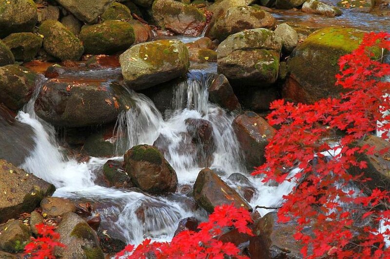 Red Maple Leaves by Stream
