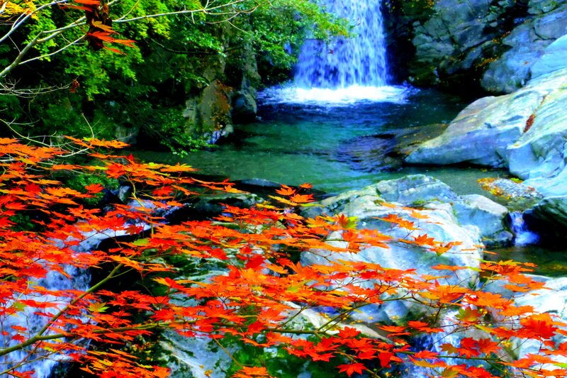 Red Maple Leaves by Waterfall