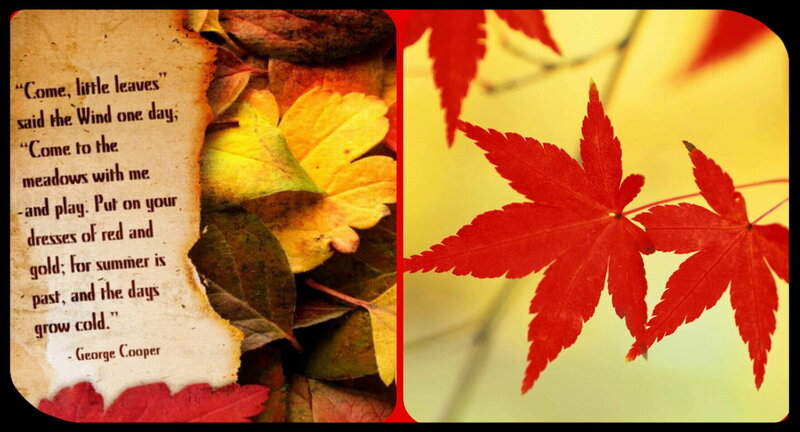 Red Maple Leaves — Calm, Autumn, Photograph, Autumn Leaves