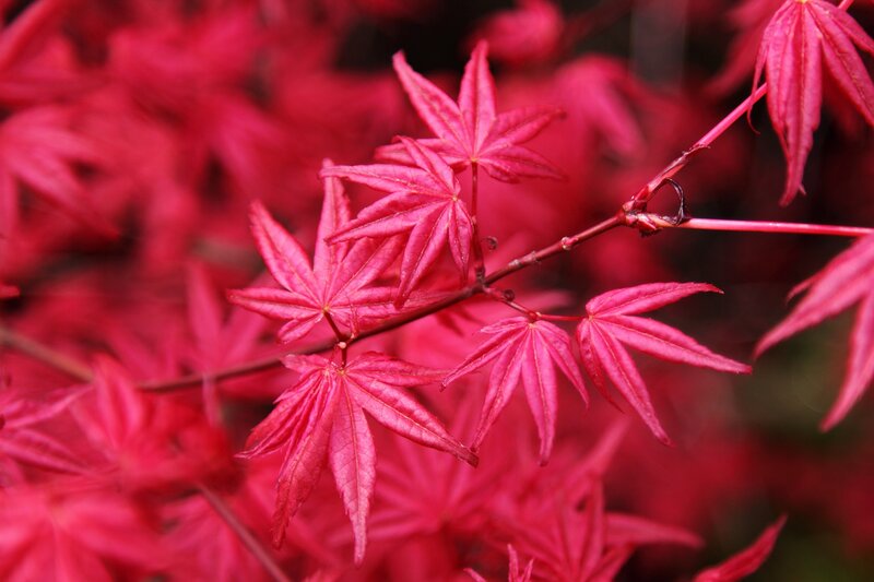 Red Maple Leaves — Calm, Autumn, Photograph, Branch