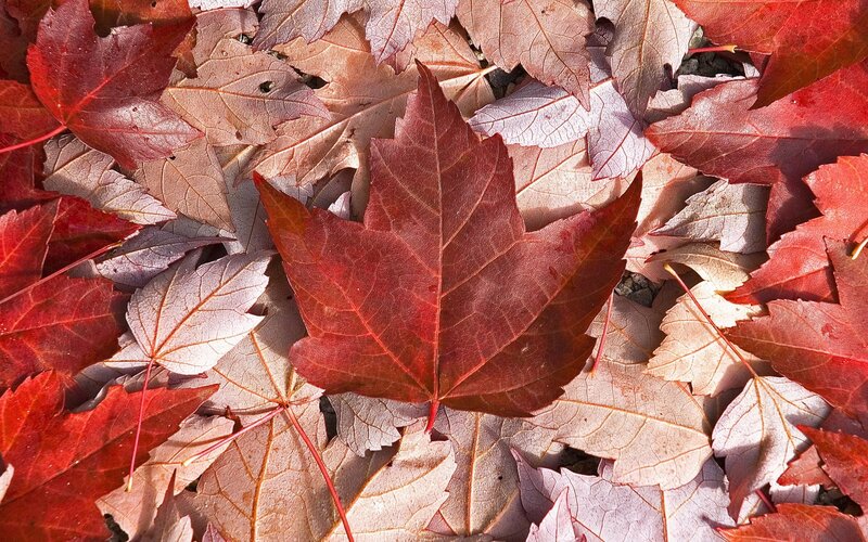 Red Maple Leaves — Calm, Autumn, Photograph, Ground