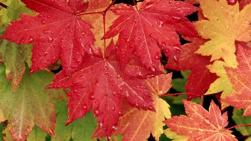 Red Maple Leaves — Calm, Autumn, Photograph, Raindrops, Green Leaves