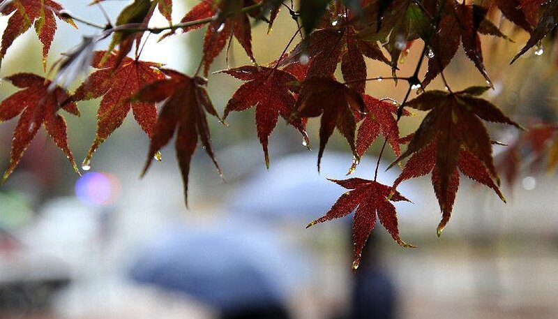 Red Maple Leaves — Calm, Autumn, Photograph, Raindrops
