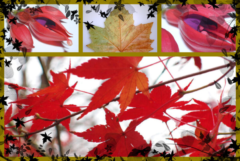 Red Maple Leaves — Calm, Autumn, Photograph