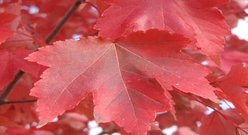 Red Maple Leaves — Calm, Autumn, Photograph, Tree Branch