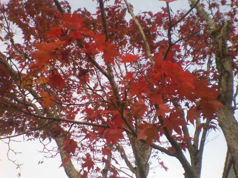 Red Maple Leaves — Calm, Autumn, Photograph, Tree Branches, Sky