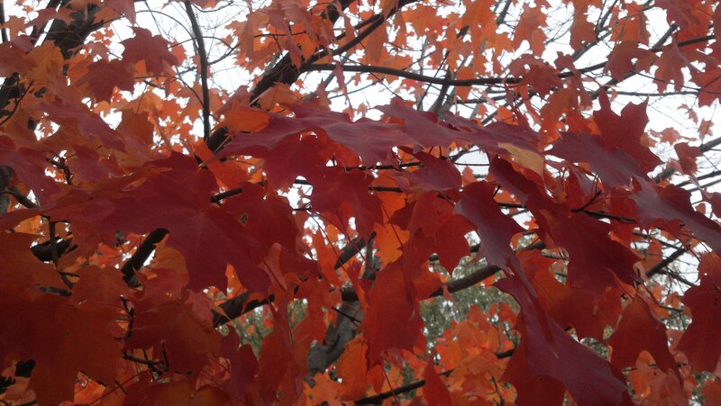 Red Maple Leaves — Calm, Autumn, Photograph, Tree Branches