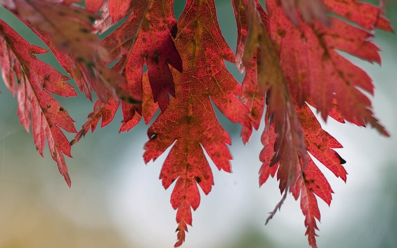 Red Maple Leaves — Calm, Autumn, Photograph, Veins