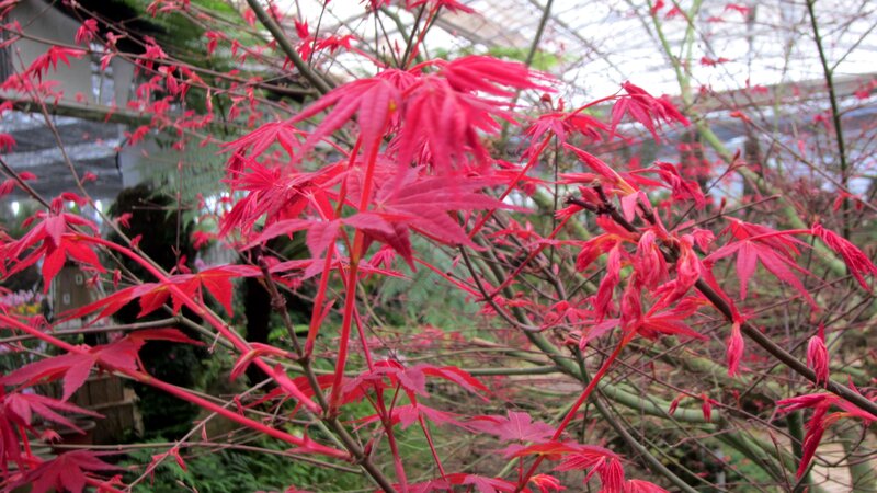 Red Maple Leaves — Calm, Spring, Photograph