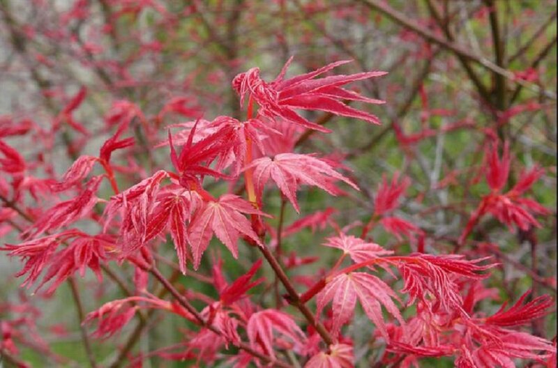 Red Maple Leaves — Calm, Spring