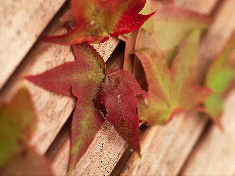Red Maple Leaves — Calm
