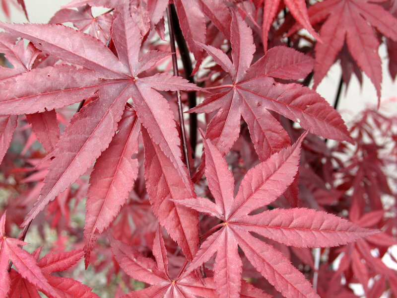 Red maple leaves close-up
