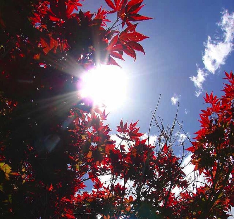 Red Maple Leaves — Dramatic, Afternoon