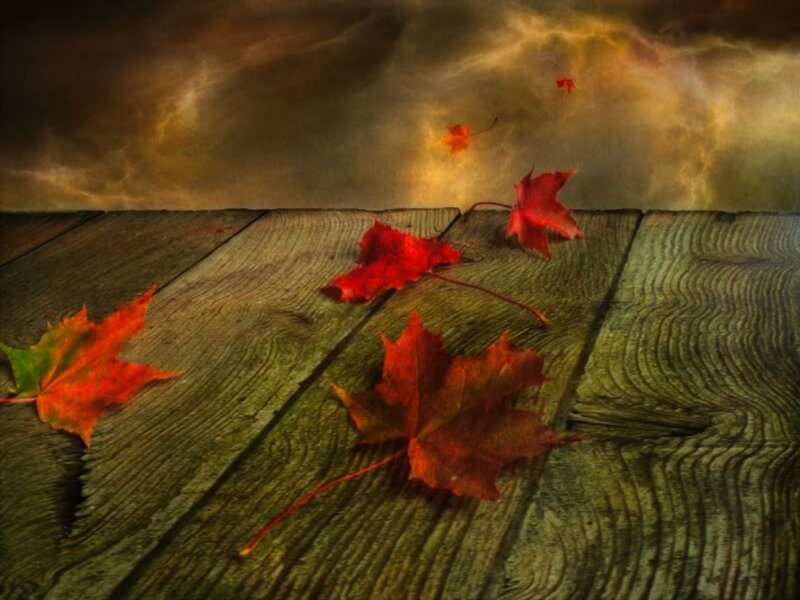 Red Maple Leaves — Dramatic, Autumn, Digital Art