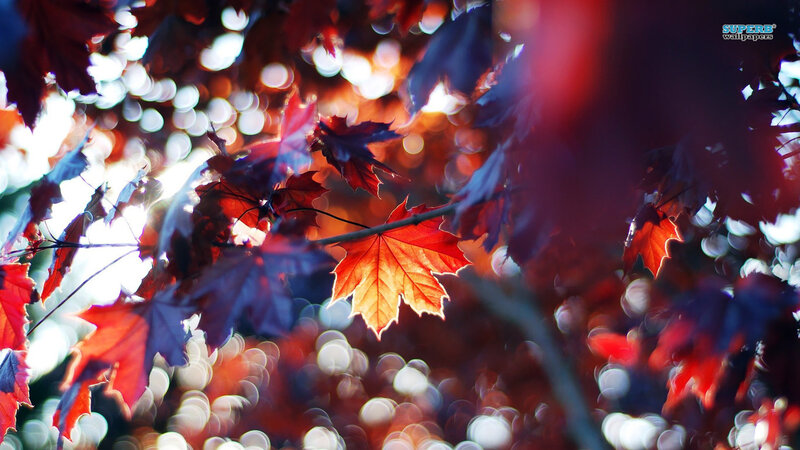 Red Maple Leaves — Dramatic, Autumn, Photograph, Branch, Bokeh