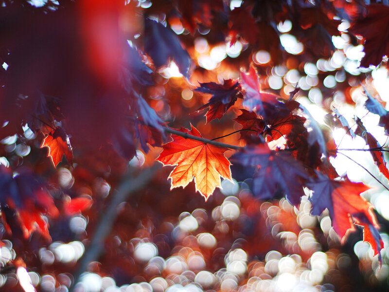 Red Maple Leaves — Dramatic, Autumn, Photograph, Branch