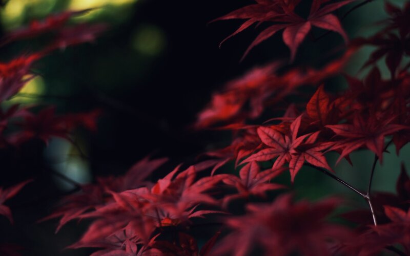 Red Maple Leaves — Dramatic, Autumn, Photograph, Branches, Dark Background