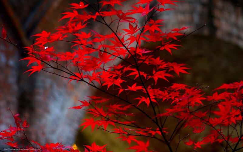 Red Maple Leaves — Dramatic, Autumn, Photograph, Branches, Forest