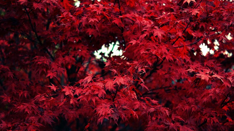 Red Maple Leaves — Dramatic, Autumn, Photograph, Branches, Light
