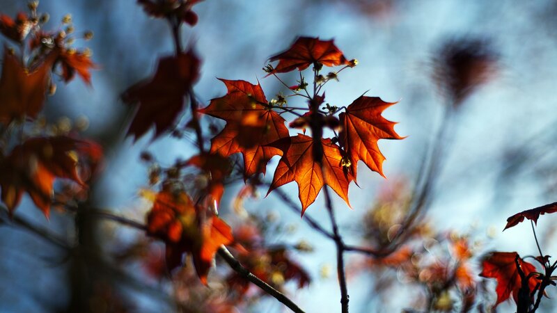 Red Maple Leaves — Dramatic, Autumn, Photograph, Branches, Sky, Blue