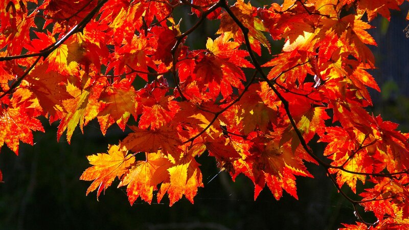 Red Maple Leaves — Dramatic, Autumn, Photograph, Branches, Sunlight, Forest