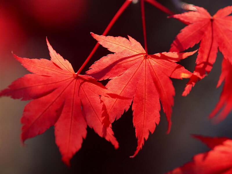 Red Maple Leaves — Dramatic, Autumn, Photograph, Branches, Sunlight