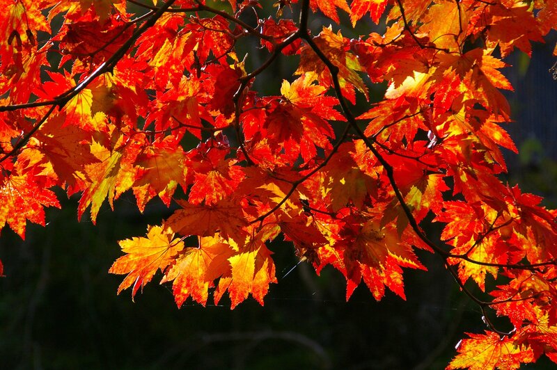 Red Maple Leaves — Dramatic, Autumn, Photograph, Branches, Sunlight, Web