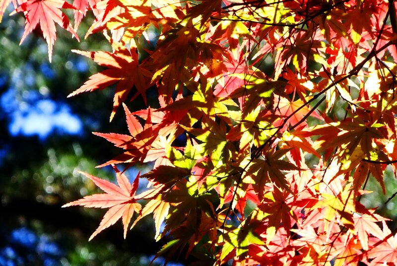 Red Maple Leaves — Dramatic, Autumn, Photograph, Branches, Sunlight, Yellow