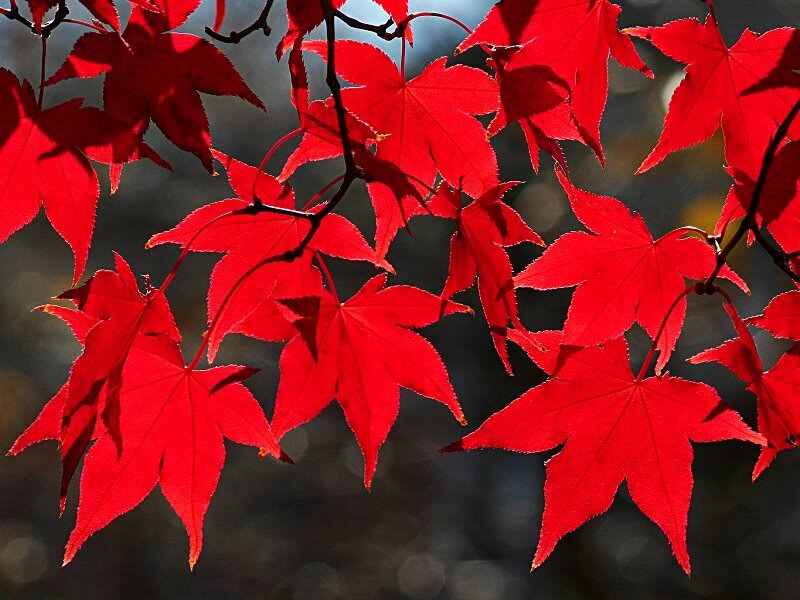 Red Maple Leaves — Dramatic, Autumn, Photograph, Branches