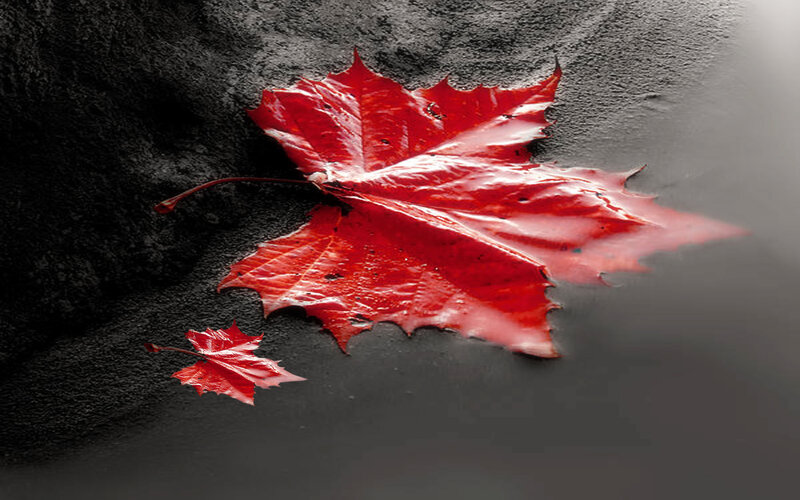 Red Maple Leaves — Dramatic, Autumn, Photograph, Leaf