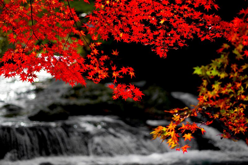 Red Maple Leaves — Dramatic, Autumn, Photograph, River