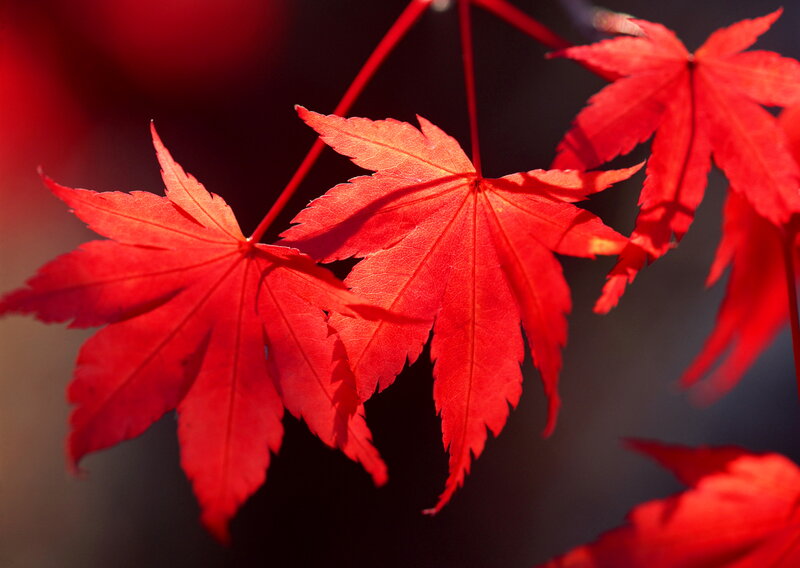 Red Maple Leaves — Dramatic, Autumn, Photograph, Stem
