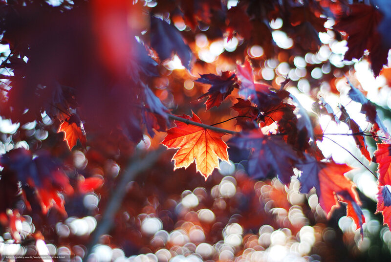 Red Maple Leaves — Dramatic, Autumn, Photograph, Sunlight, Bokeh