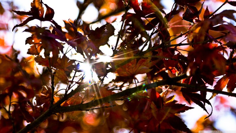Red Maple Leaves — Dramatic, Autumn, Photograph, Sunlight