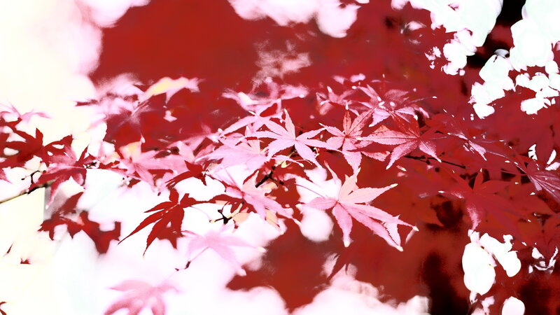 Red Maple Leaves — Dramatic, Autumn, Photograph