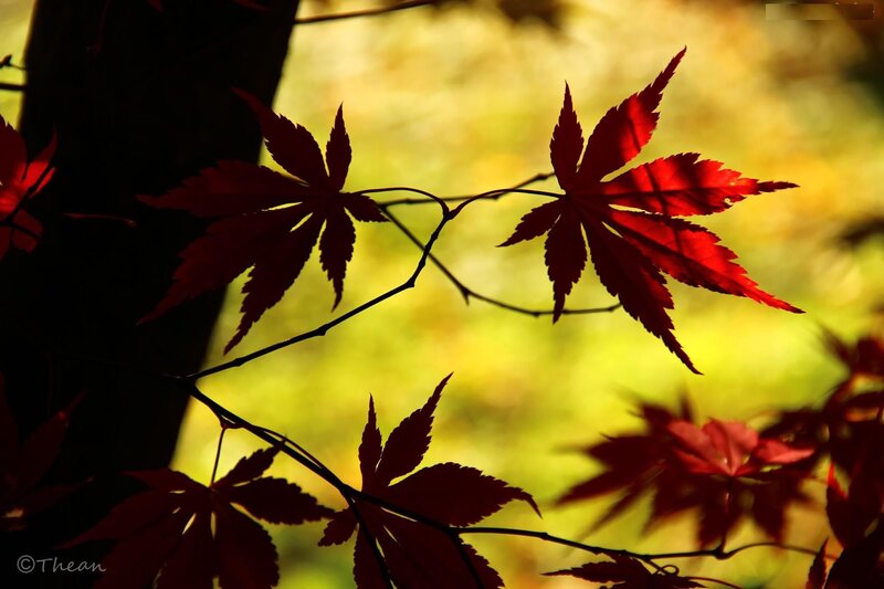 Red Maple Leaves — Dramatic, Autumn, Photograph, Tree Branch