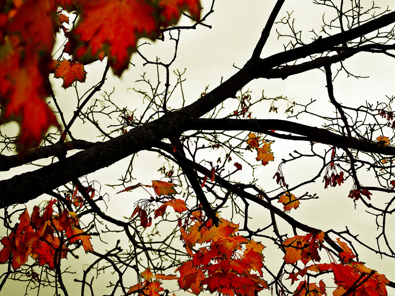 Red Maple Leaves — Dramatic, Autumn, Photograph, Tree Branches, Sky