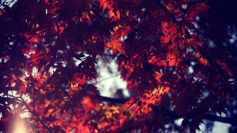 Red Maple Leaves — Dramatic, Autumn, Photograph, Tree Branches, Sunlight