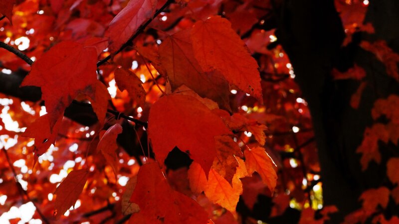 Red Maple Leaves — Dramatic, Autumn, Photograph, Tree Branches