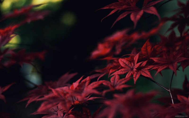 Red Maple Leaves — Dramatic, Autumn