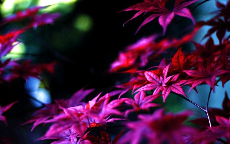 Red Maple Leaves — Dramatic, Photograph