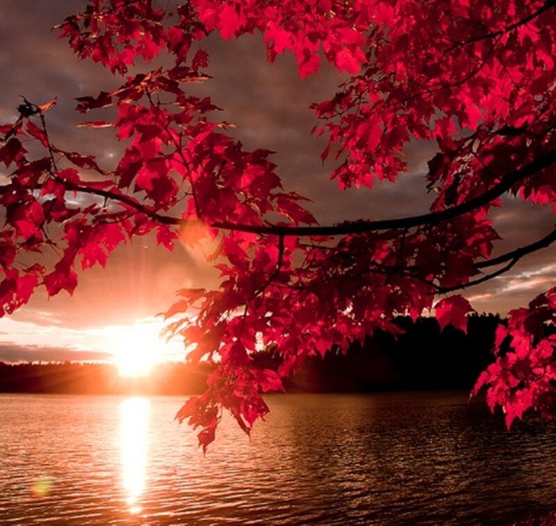 Red Maple Leaves — Dramatic, Sunset, Photograph
