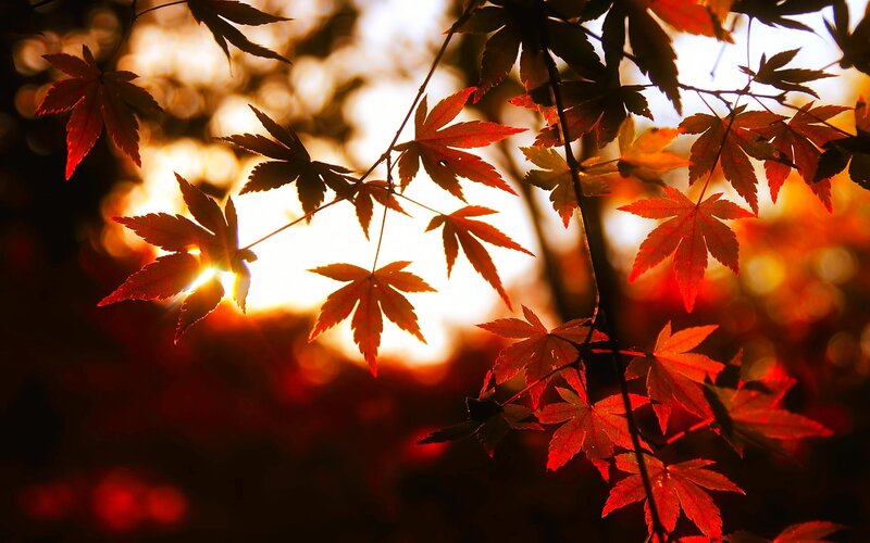 Red Maple Leaves — Dramatic, Sunset