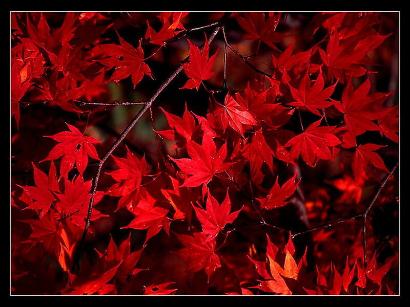 Red Maple Leaves — Dramatic