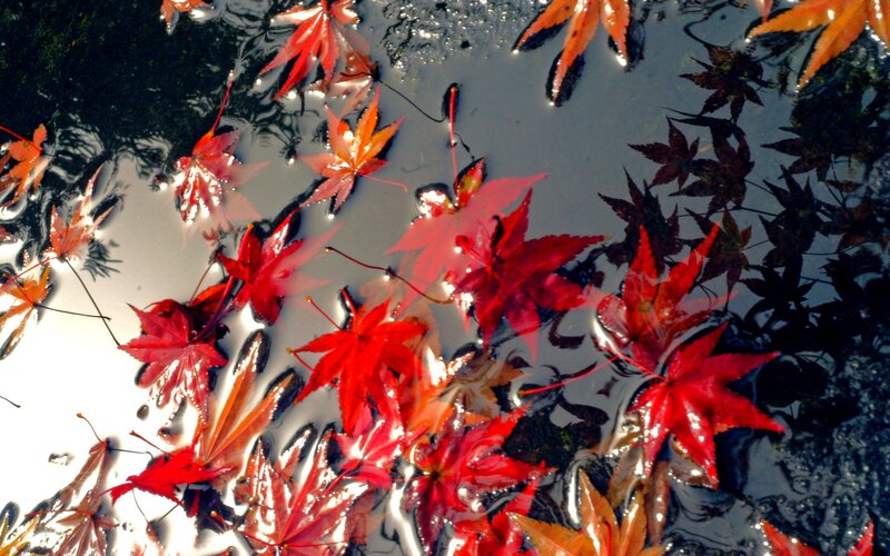 Red Maple Leaves Floating