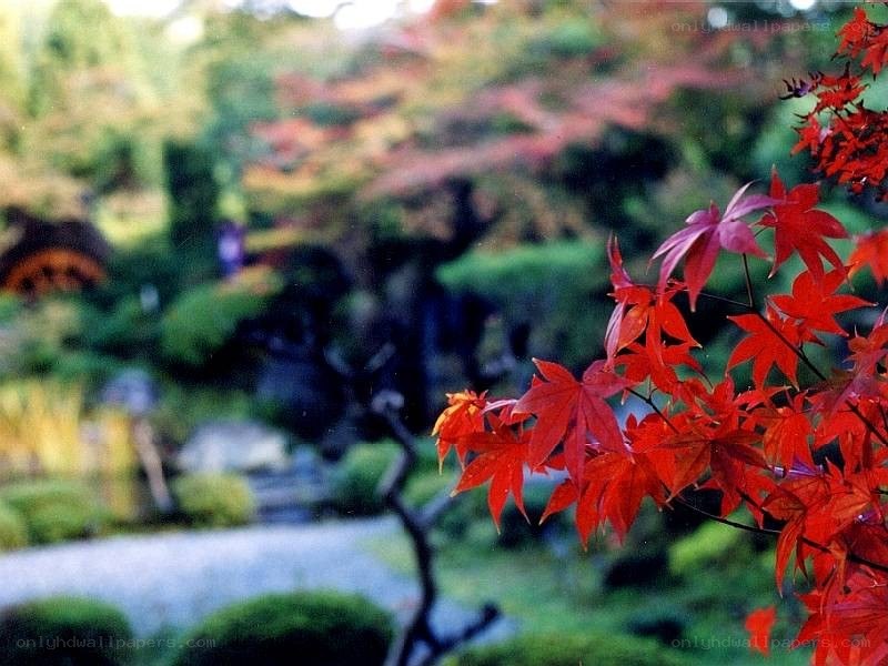 Red maple leaves in a garden