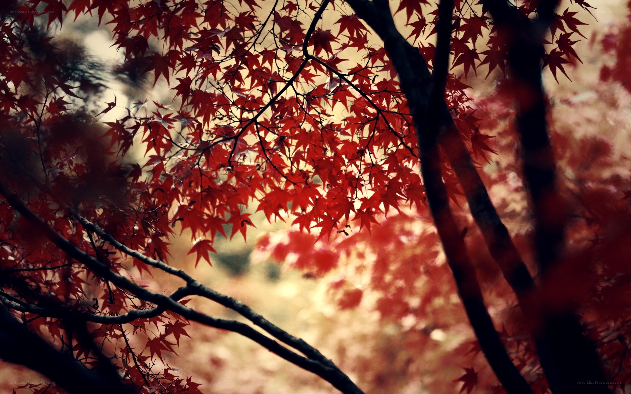 Red maple leaves in autumn