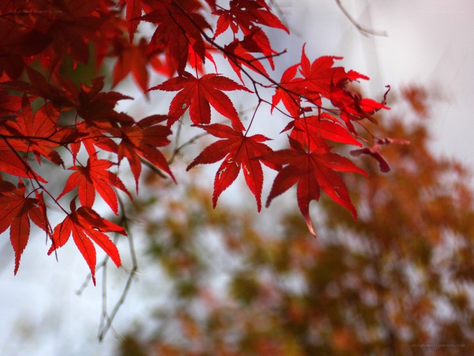 Red maple leaves in autumn