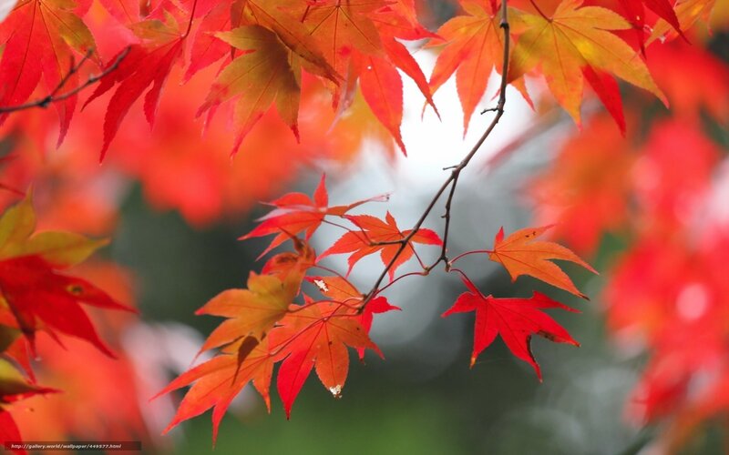 Red maple leaves in autumn