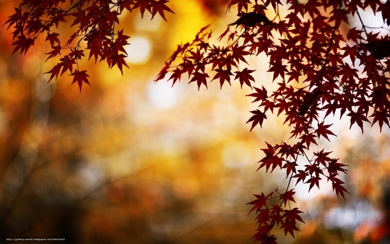 Red maple leaves in autumn